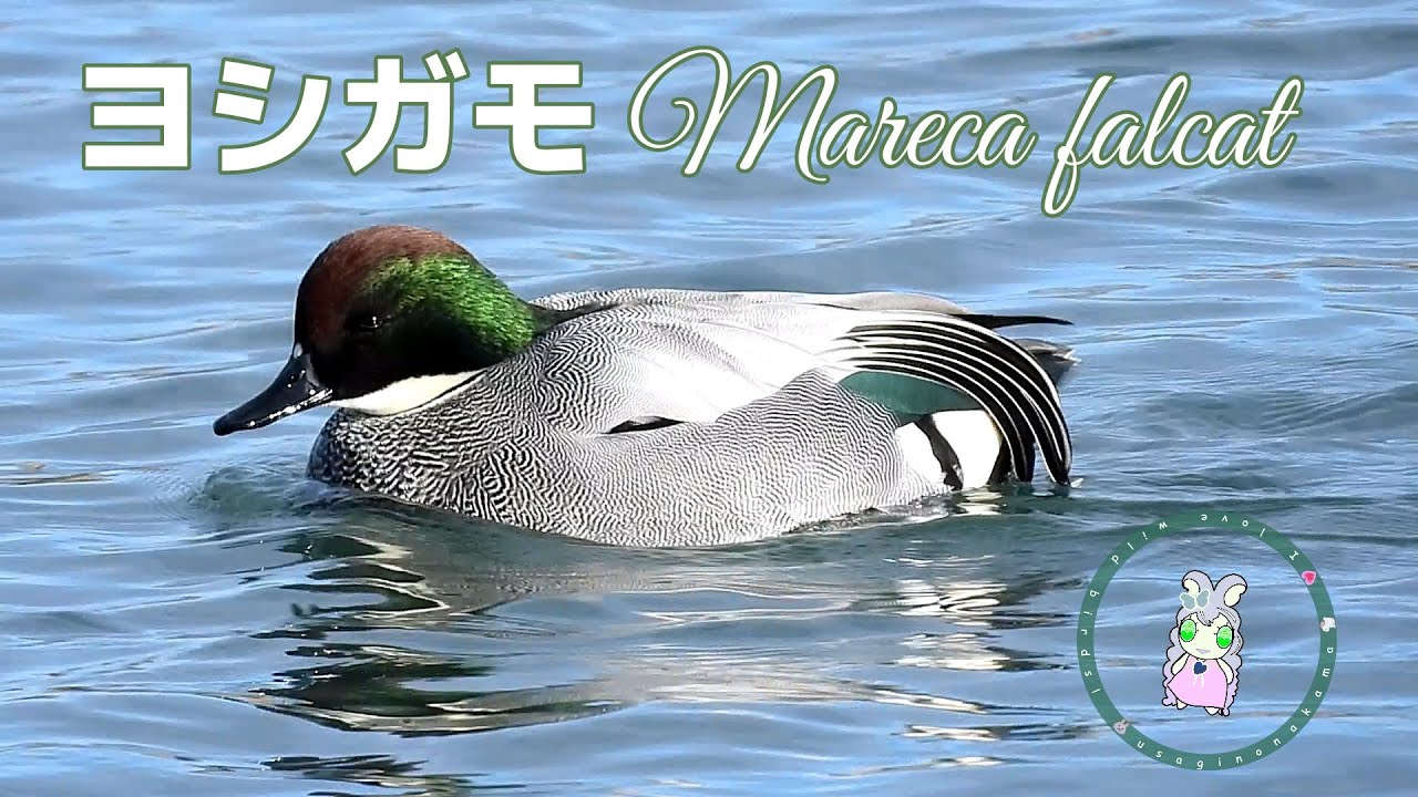 ✨💕きらきらんのヨシガモ✨💕 2026✨10✨9✨💕