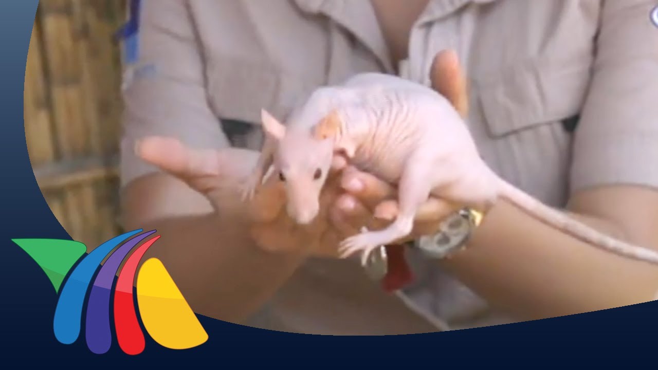Ratas egipcias tiene casi los genes humanos
