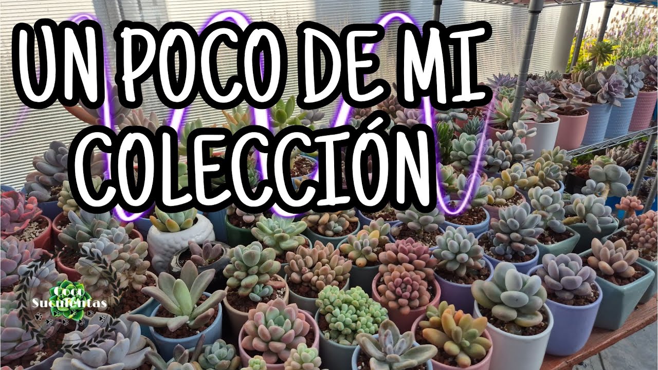 UN POCO DE MI COLECCION DE PACHYPHYTUM