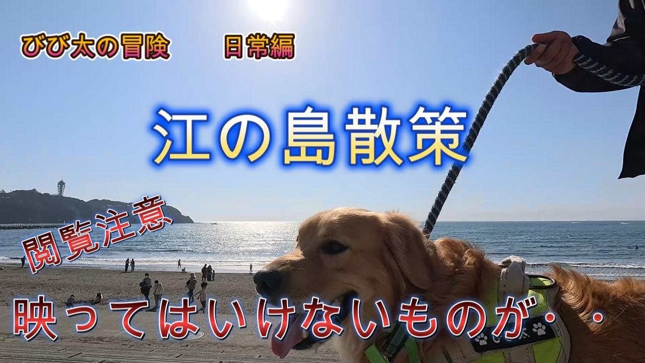 びび太（犬）の冒険　日常編　江の島散策　26.02.15
