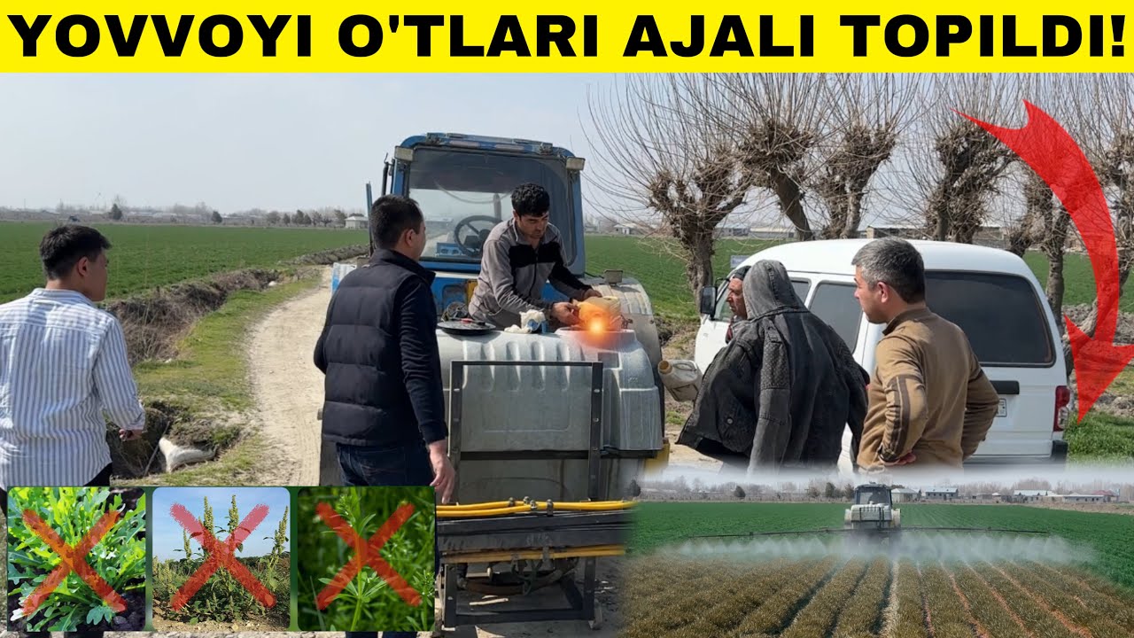 DEXQONLARNI DAVRI KELDI. 1 KUNDA YOVVOYI O&rsquo;TLARDAN XALOS BOLISH SIRI TOPILDI! #2025 #agro #chorva