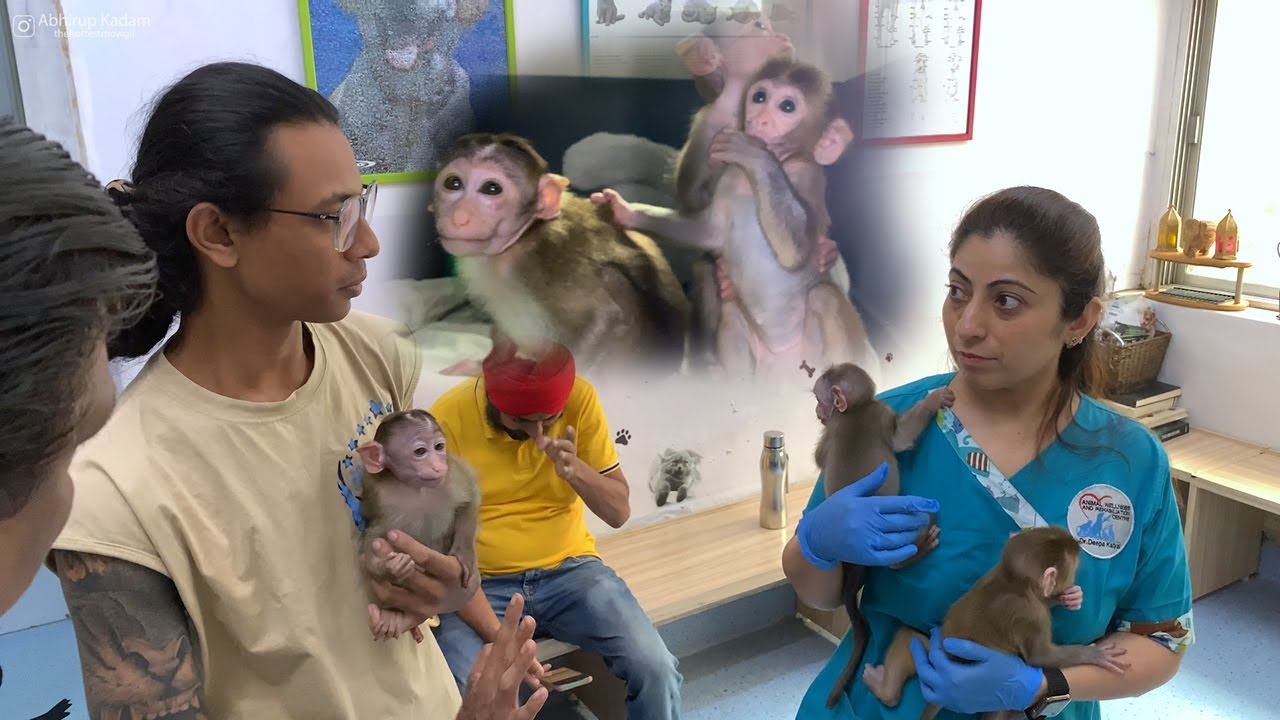 GOODBYE JOJI | RELEASING THREE BABY MONKEYS BACK INTO THE WILD
