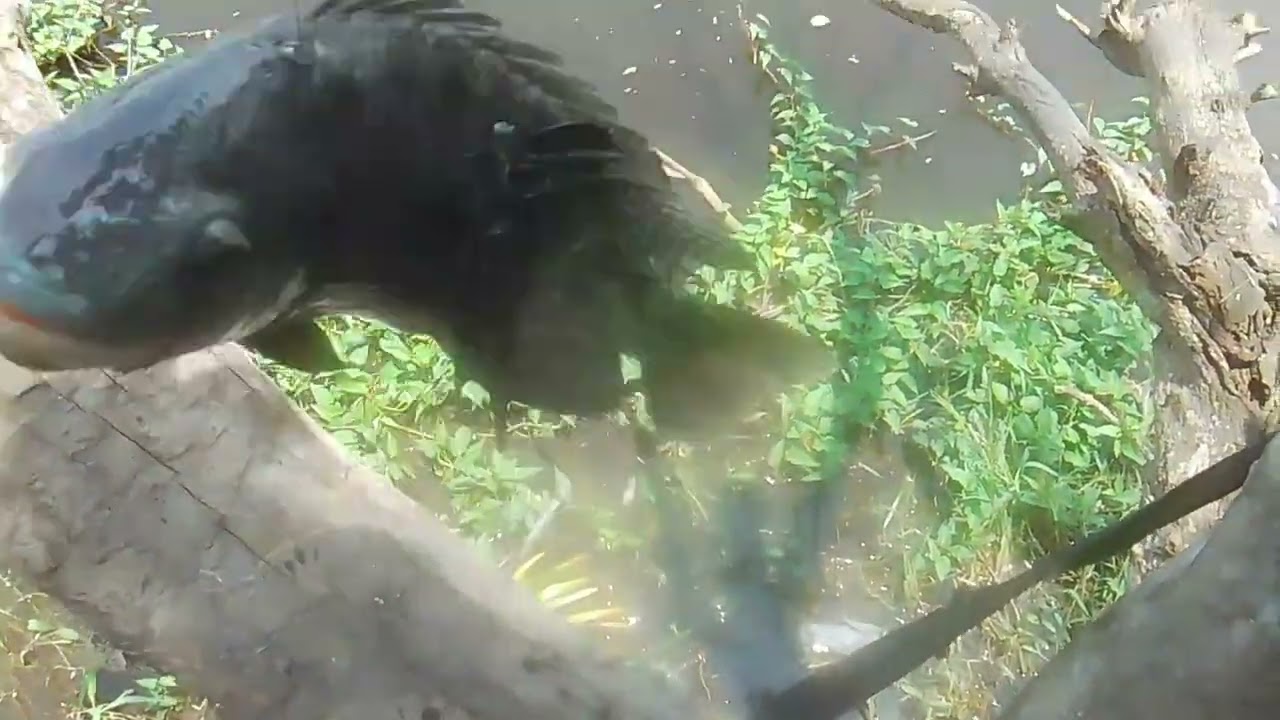 Malaki na binabaw malalaki rin ang tilapia ayos!!!#ALVARANFISHHUNTER/tiksay fishing!!!