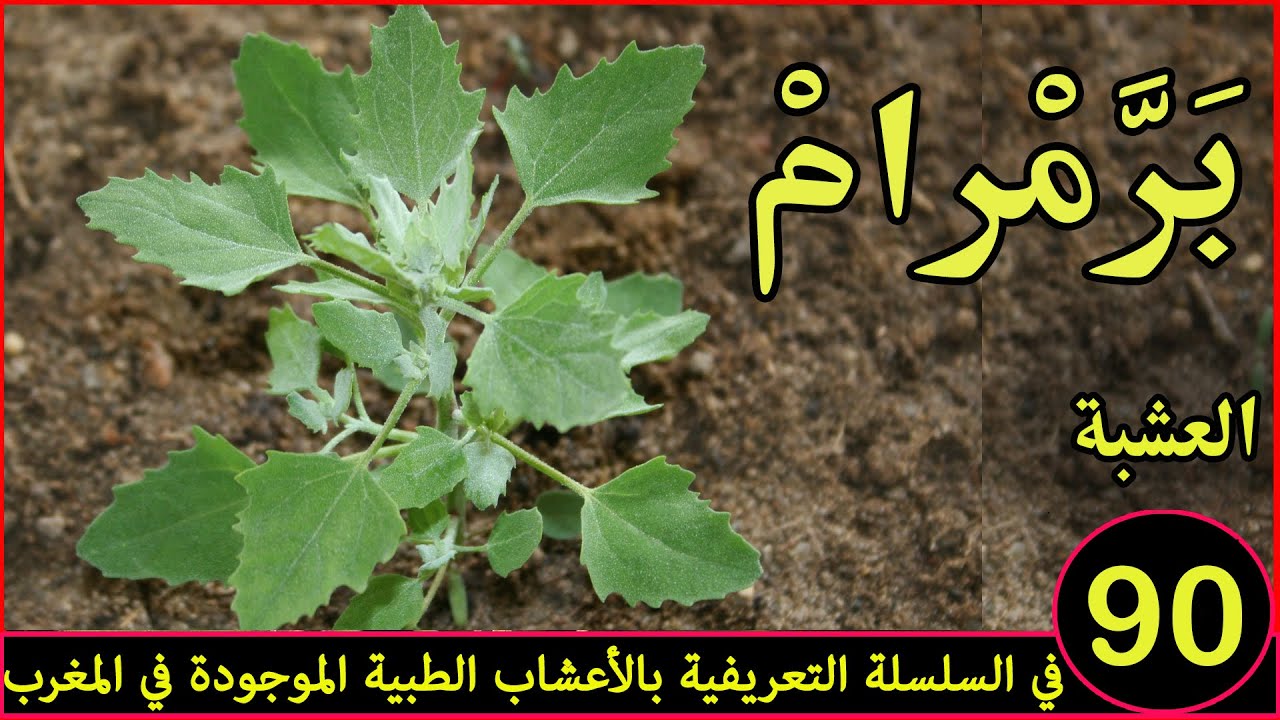 برمرام العشبة رقم 90 في السلسلة التعريفية بالأعشاب الطبية الموجودة في المغرب
