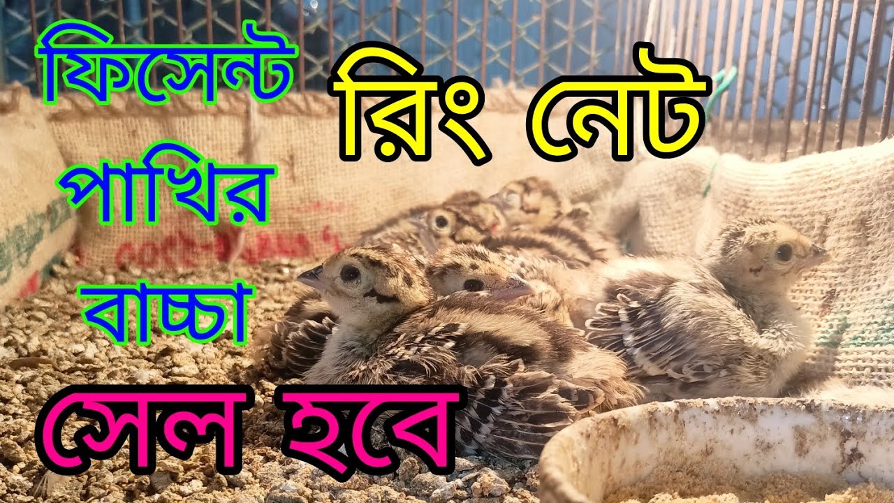 রিং নেট ফিসেন্ট পাখির বাচ্চা সেল হবে #পাখির #বাচ্চা #video #animals #animelover #viralvideo