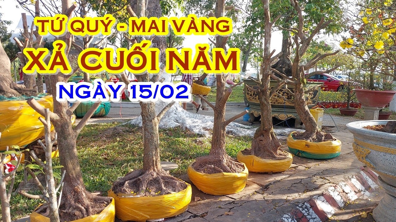 PHÊN 📲 O368831191 GIÁ TỐT - MAI TỨ QUÝ, MAI VÀNG GIAO LƯU NGÀY 15/02 