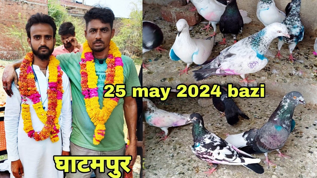 25 मई 2024 घाटमपुर 1to1 सदाब भाई विजेता 🏆20 may 2024 udhan 1to1  Ghatampur  || #youtube #viral