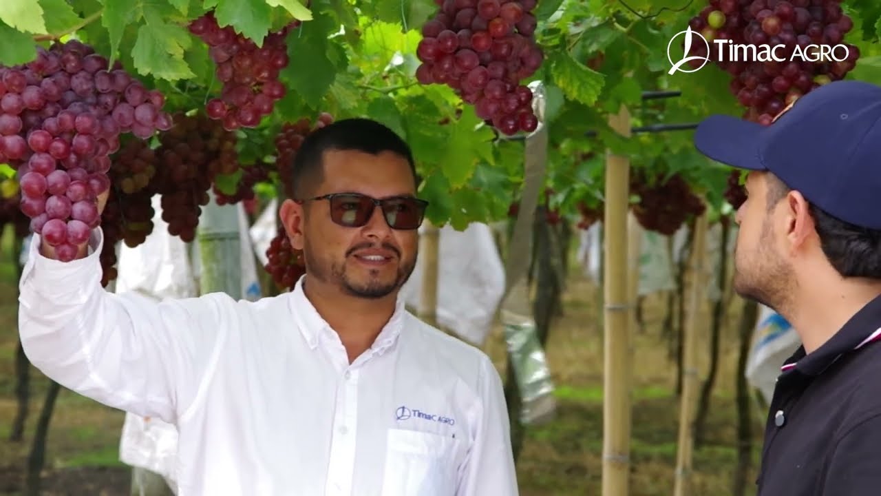 ¡Álvaro Londoño nos cuenta su experiencia en cultivos de uva!