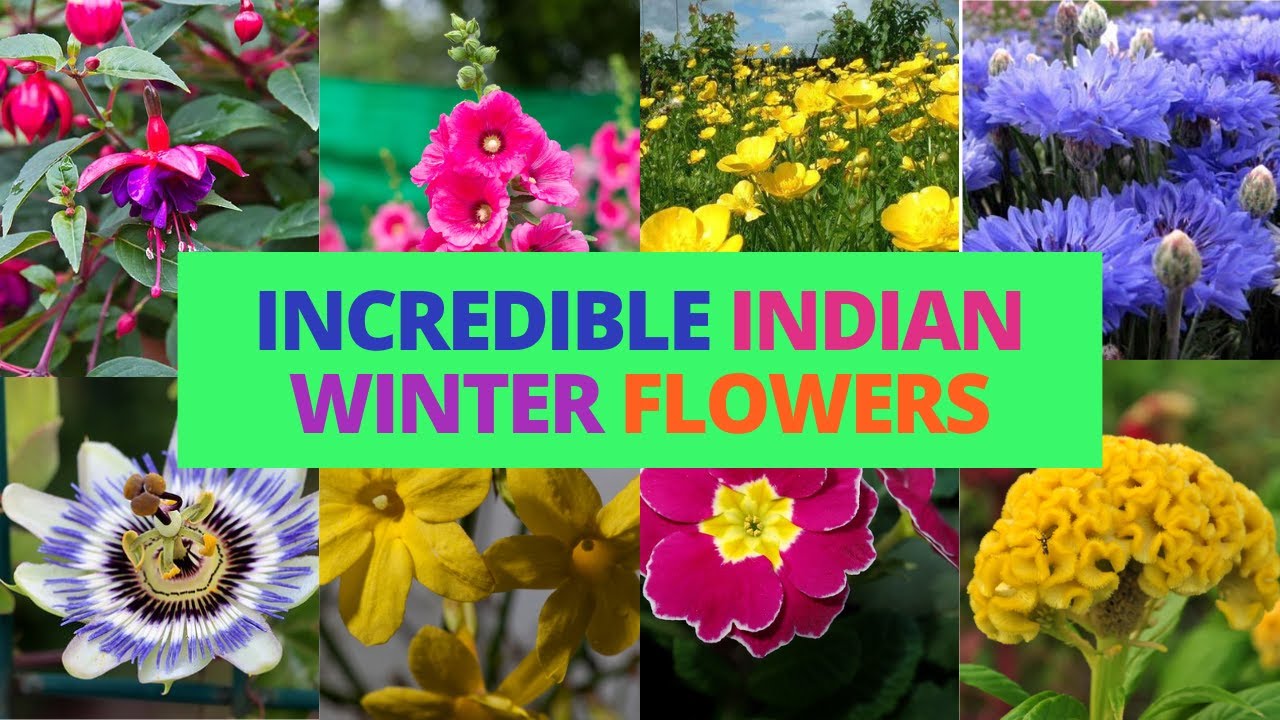 10 winter flowers of India that makes 2022-23 Winter garden Incredible