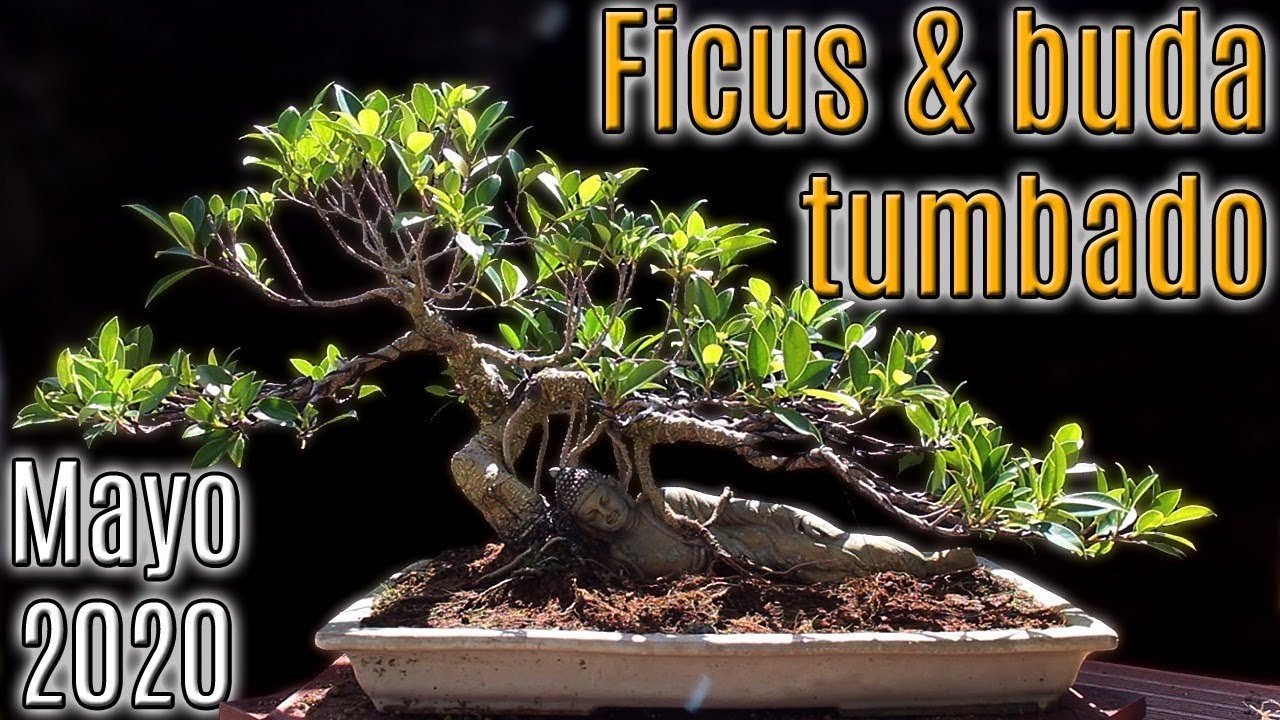 Ficus buda tumbado -  actualización mayo 2020
