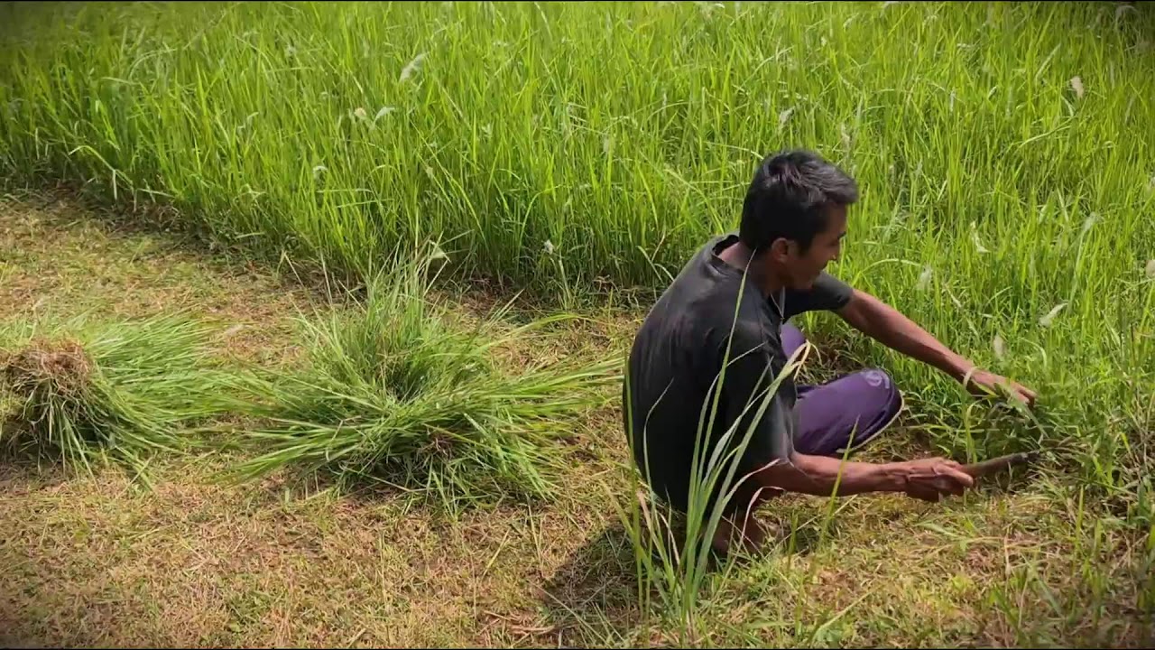 Healthy Farm: Cutting Fresh Green Fodder by Hand _FarmersLife _Shorts