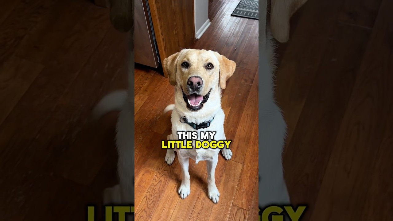 My little doggy dude wants to be your friend🥹 