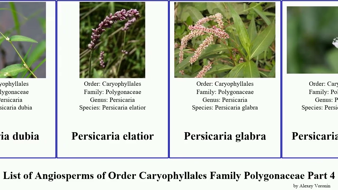 List of Angiosperms of Order Caryophyllales Family Polygonaceae Part 4 persicaria polygonum pink