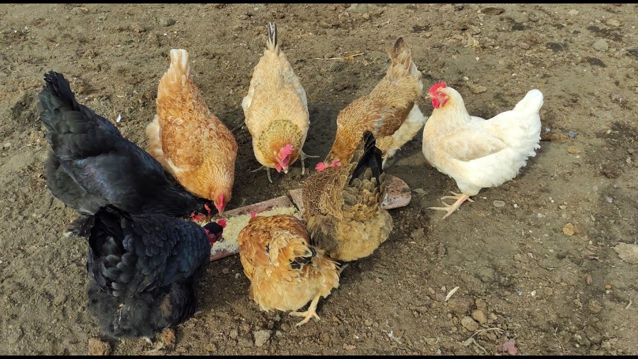 🐔Drojdia de bere furajeră. 🥚🥚🥚Stimularea ouatului la găini 🐔Rețeta și modul de preparare🐔