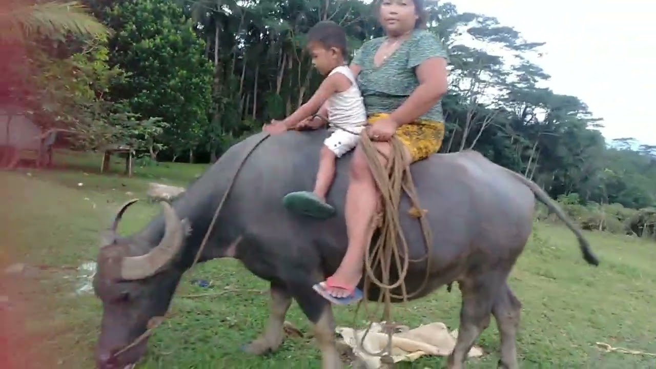 My two children and I were riding a buffalo