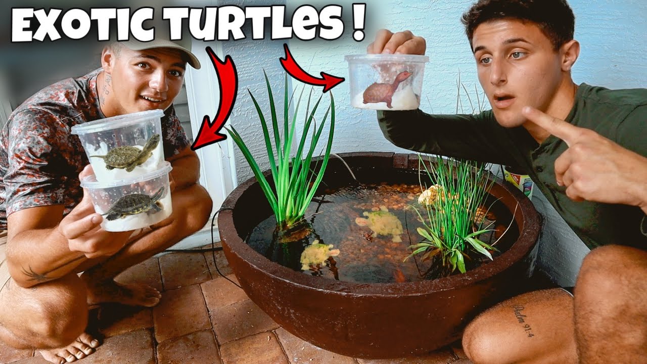 My NEW EXOTIC TURTLES For My PATIO POND!