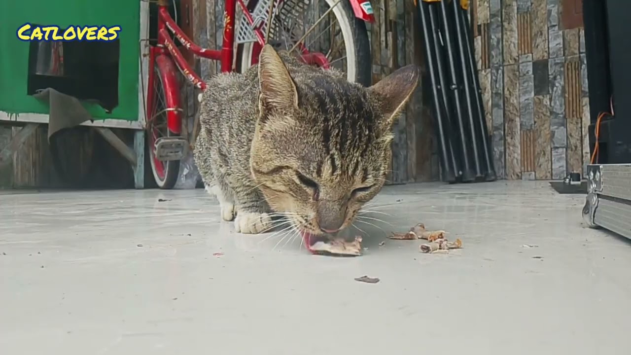 Kucing ini makan tulang ayam 