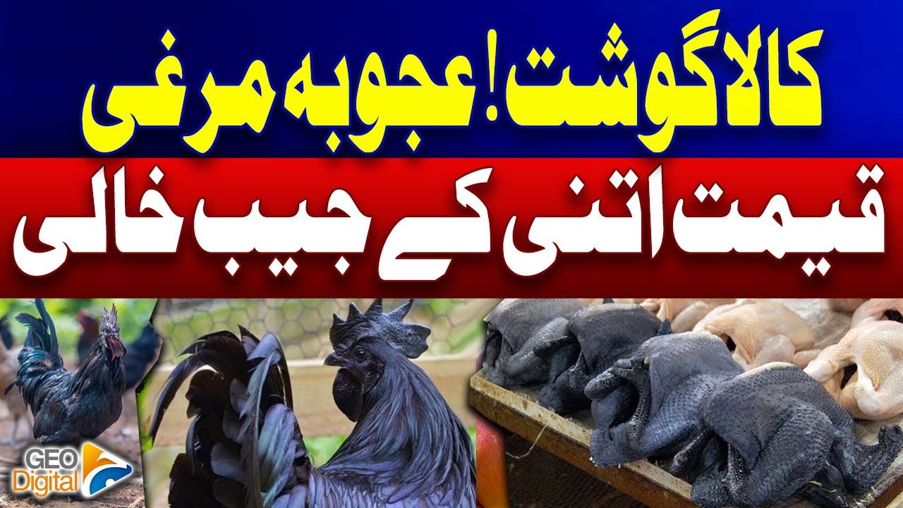 Ayam Cemani: A rare breed of chicken is now in Pakistan | Geo Digital