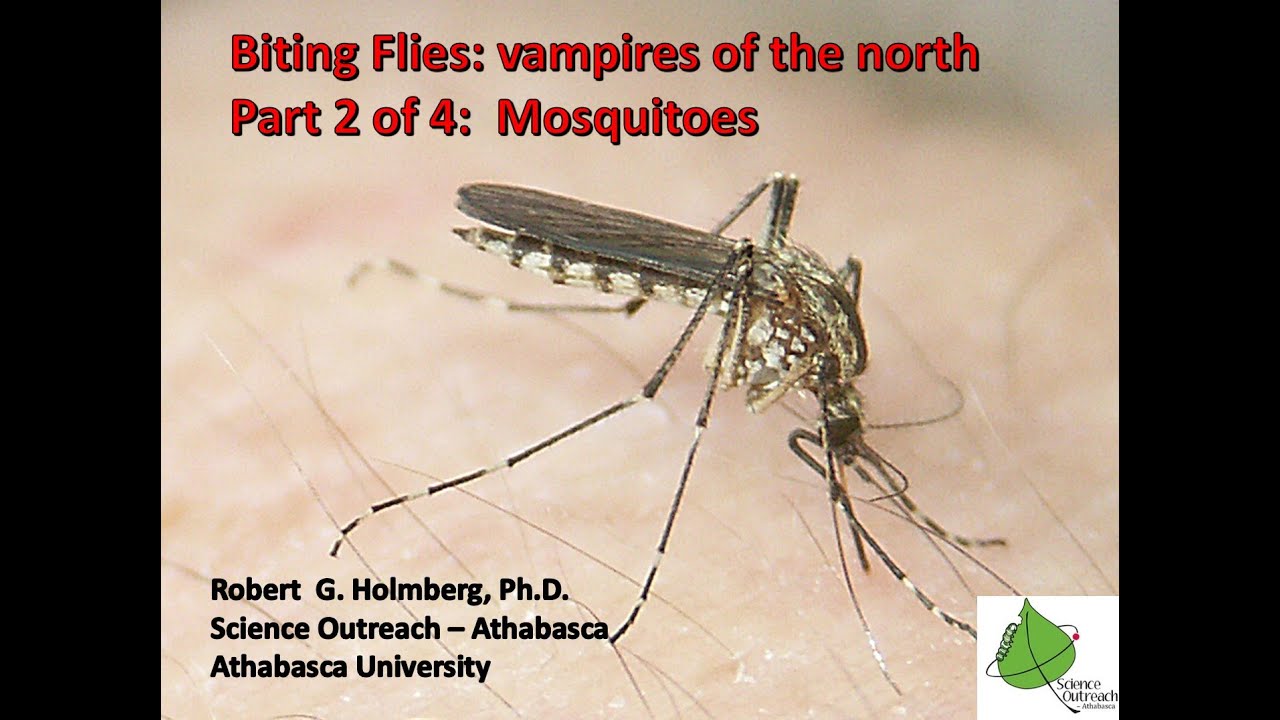 Science Outreach Athabasca Presents: Biting Flies; vampires of the north, Part 2 of 4:  Mosquitoes