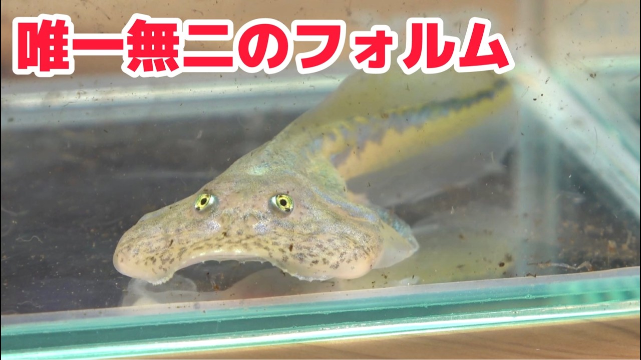 奇妙な姿のカエルがやってきました