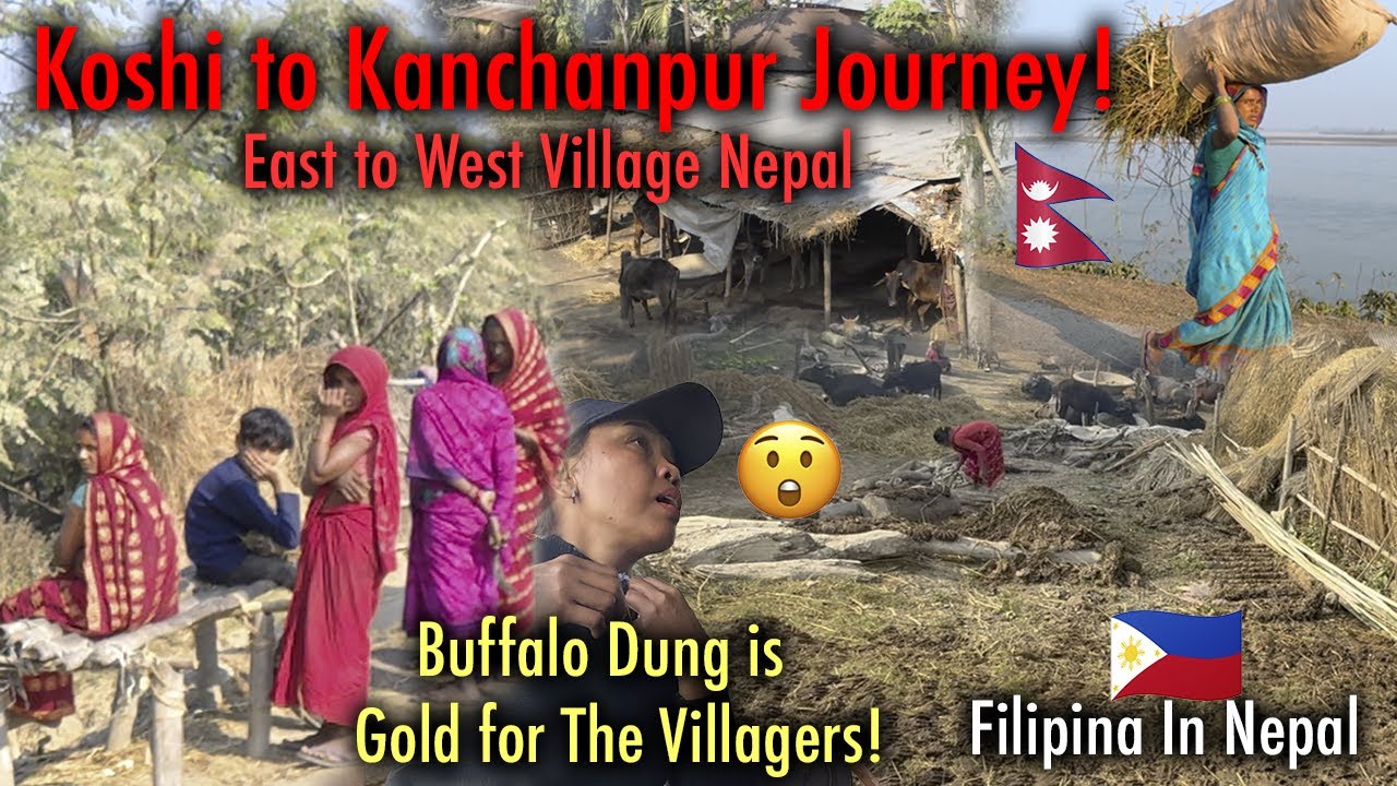 Journey Across Koshi to Kanchanpur! The Surprising Treasure in Buffalo Dung!|Filipina In Nepal