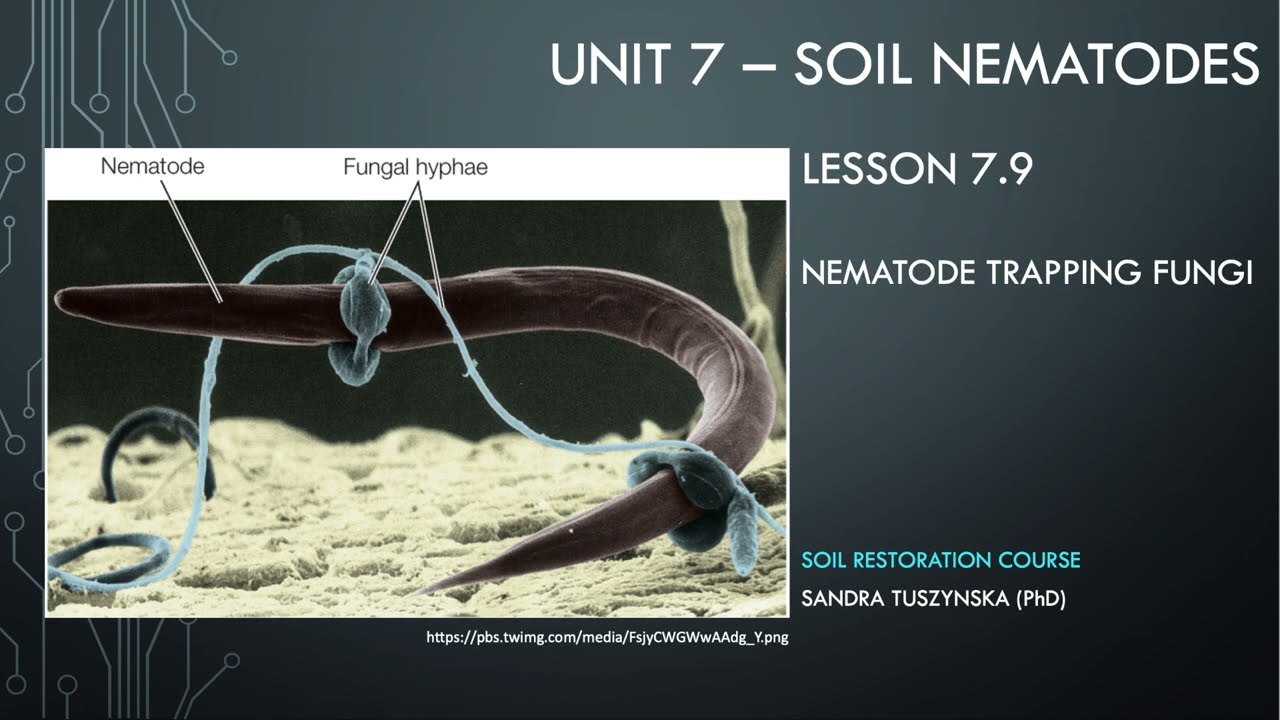 Lesson 7.9 - Nematode trapping fungi
