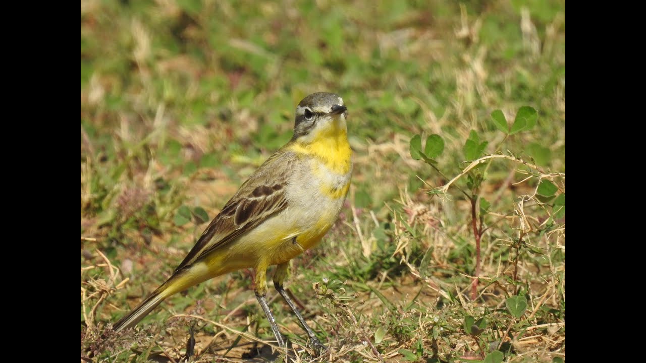 Western Yellow Wagtail  Preening, Foraging & Call