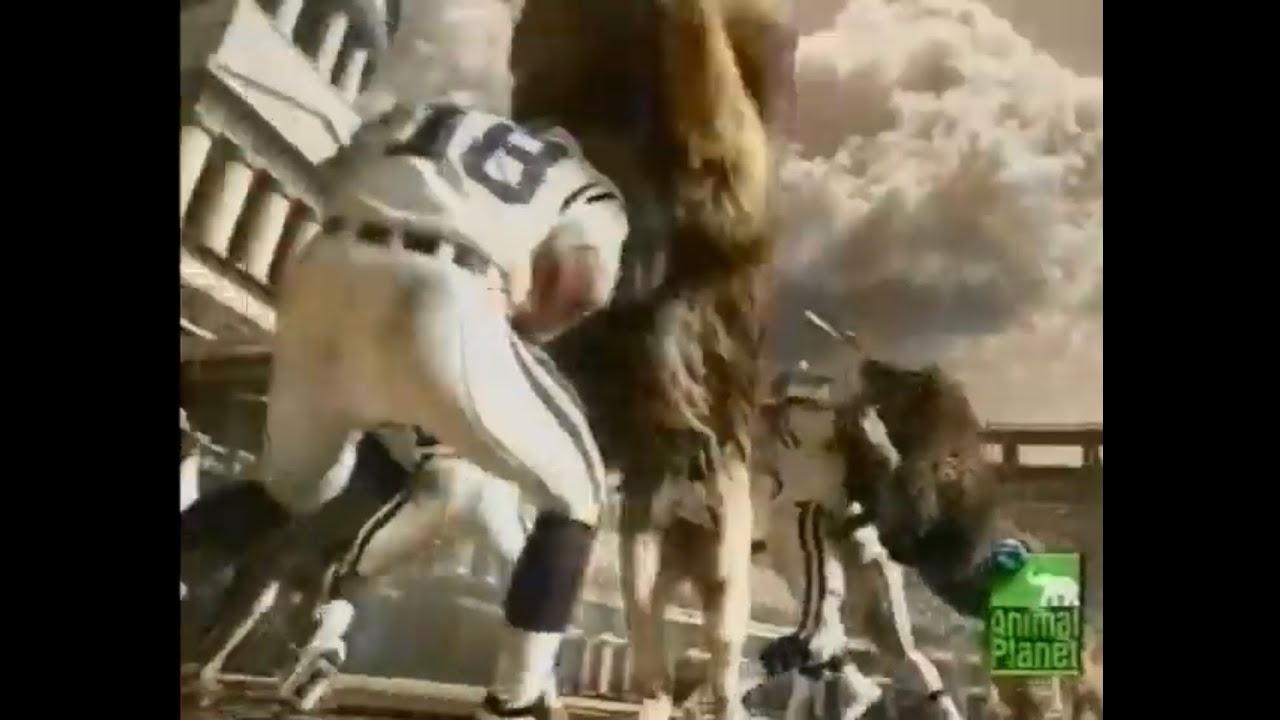 ATTACKING LIONS Vs COLTS: BEHIND THE SCENES