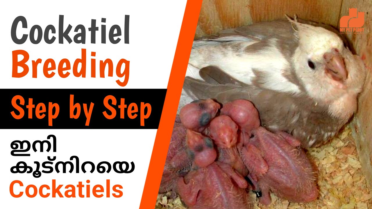 Cockatiel Bird Breeding Step-by-Step Guide | Cockatiel Breeding tips in Malayalam | MY PET PLANT