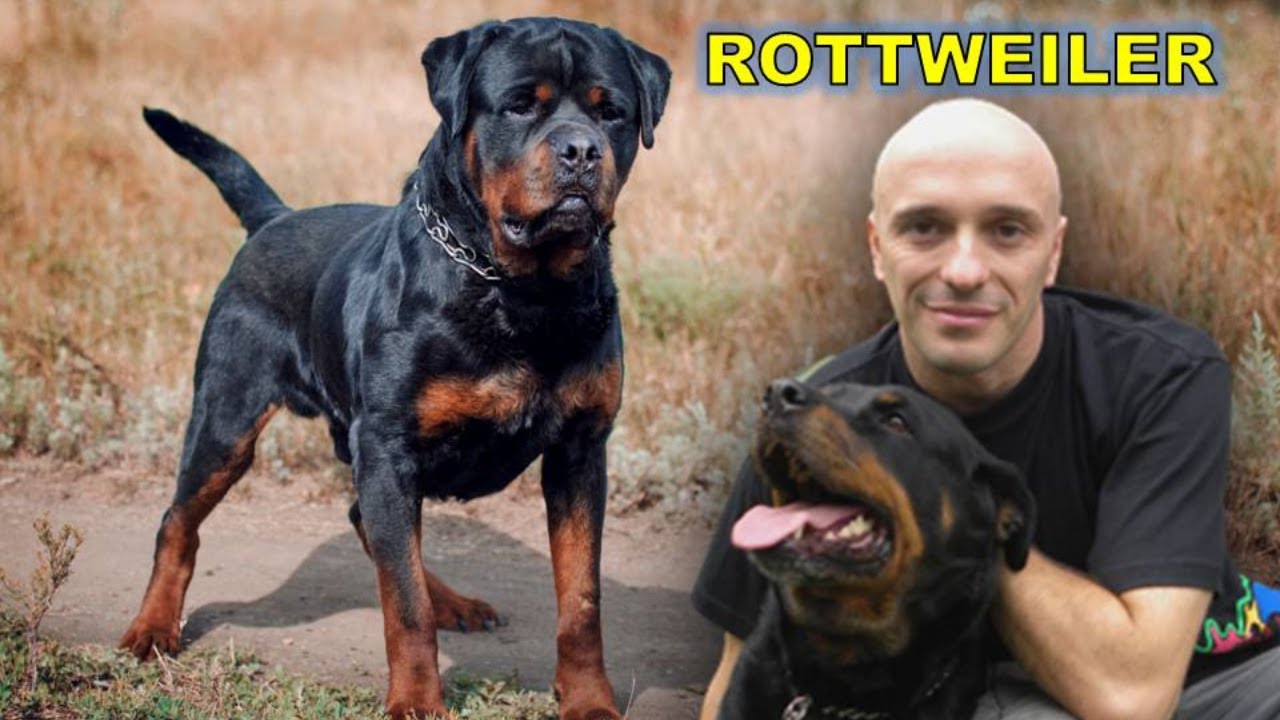 ROTTWEILER - UMA DAS RAÇAS DE CÃES MAIS FORTES E INTELIGENTES DO MUNDO!