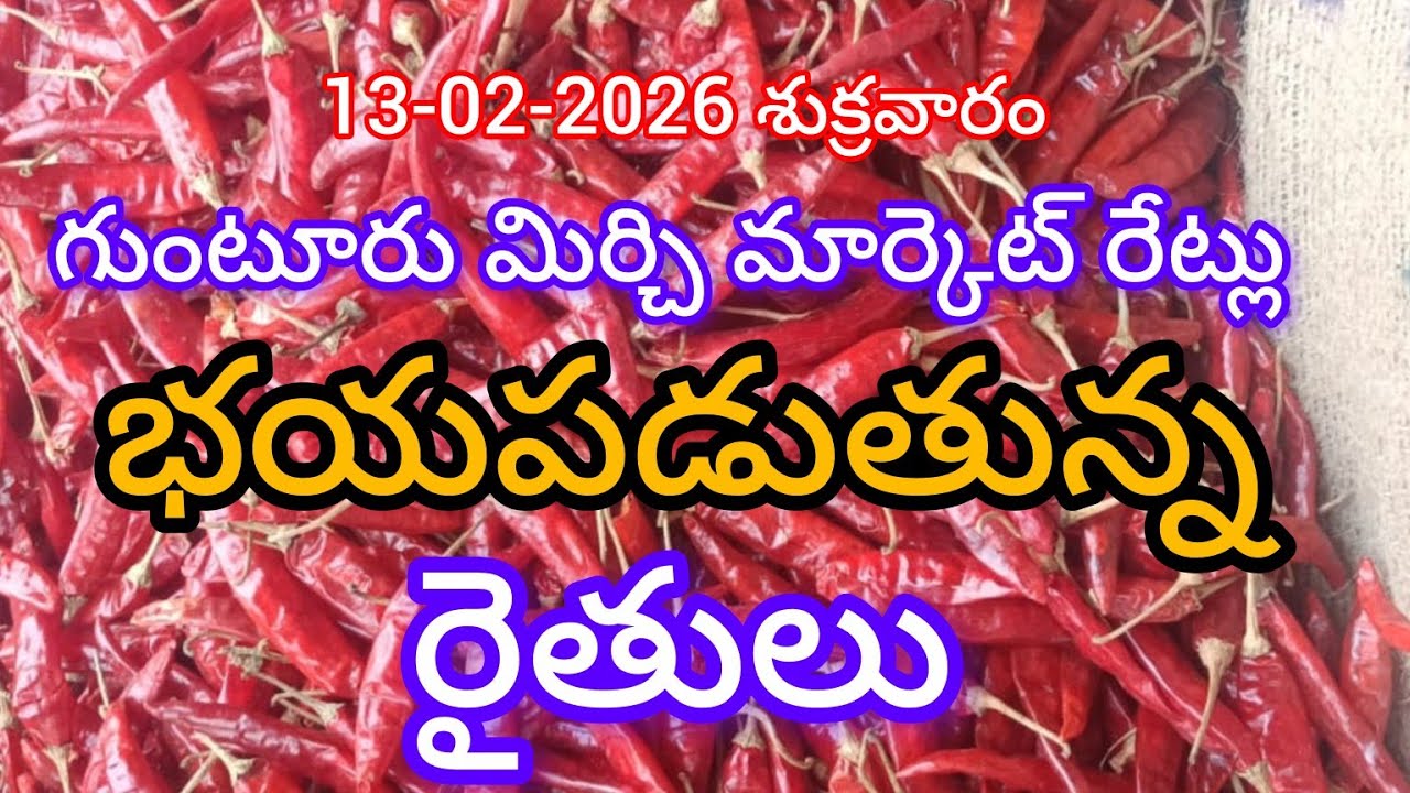 13-02-2026 గుంటూరు మిర్చి మార్కెట్ రేట్లు. Today Guntur Mirchi Market Rates 