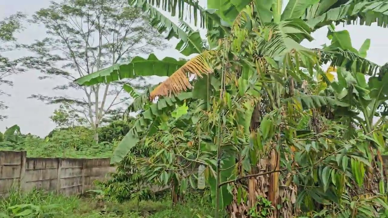 Kebun 17 Januari 2026. Hari ini kita semprot Durian dan juga basmi rumput dengan Herbisida Roundup
