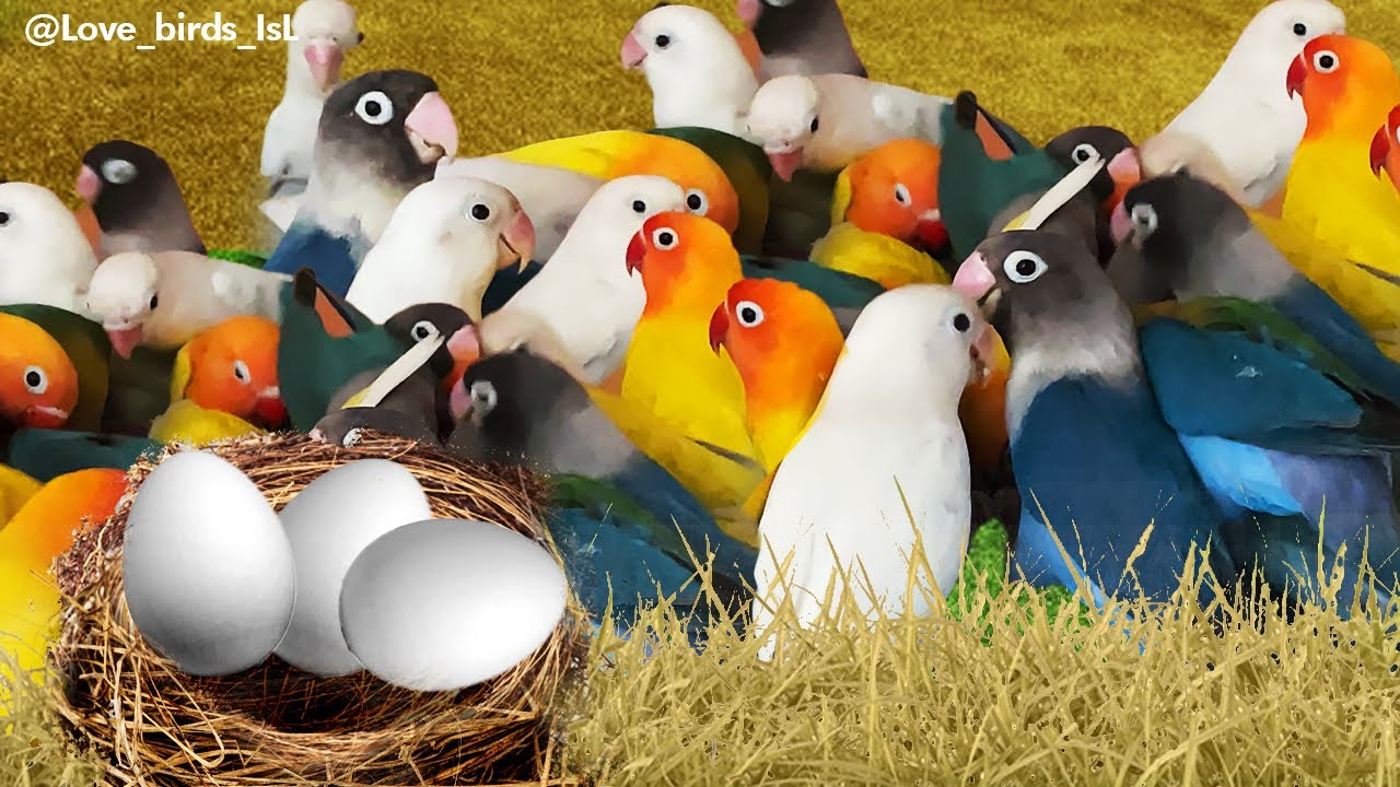 Winter Nesting material for lovebirds #lovebird #birds #pets #parrot #budgies #lovebirdszone