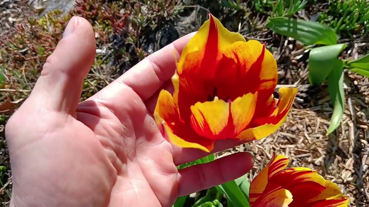 Tulipanes en floracion! Tulips in bloom!