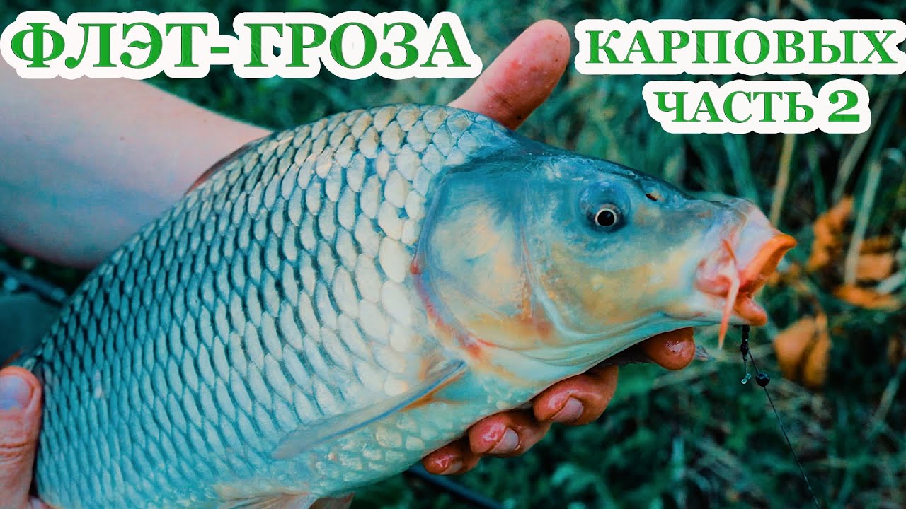 Флэт - гроза карповых рыб. Тест прикормки от CARP PRO часть 2. За рыбалку!!!