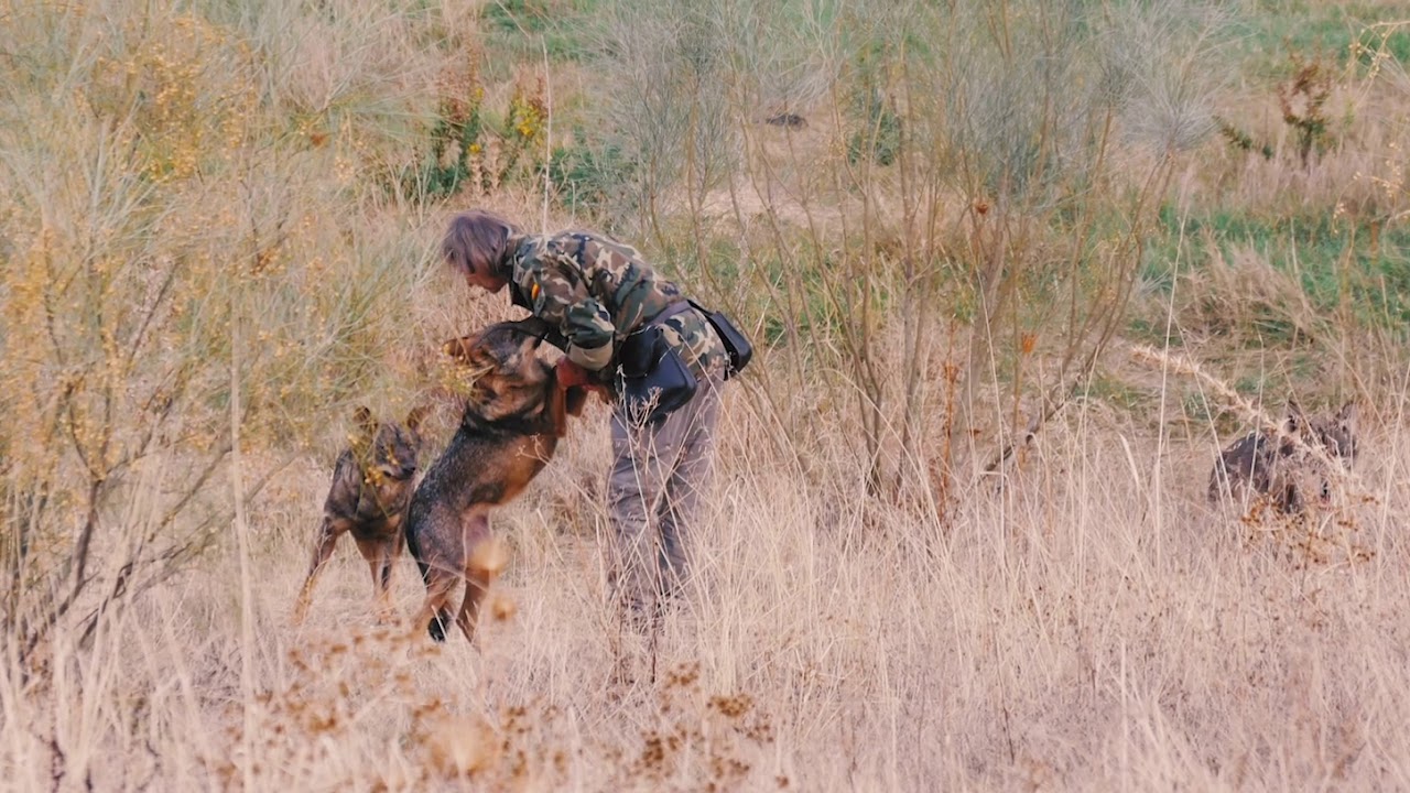 Lobos ibéricos I Fundación Juan Luis Malpartida