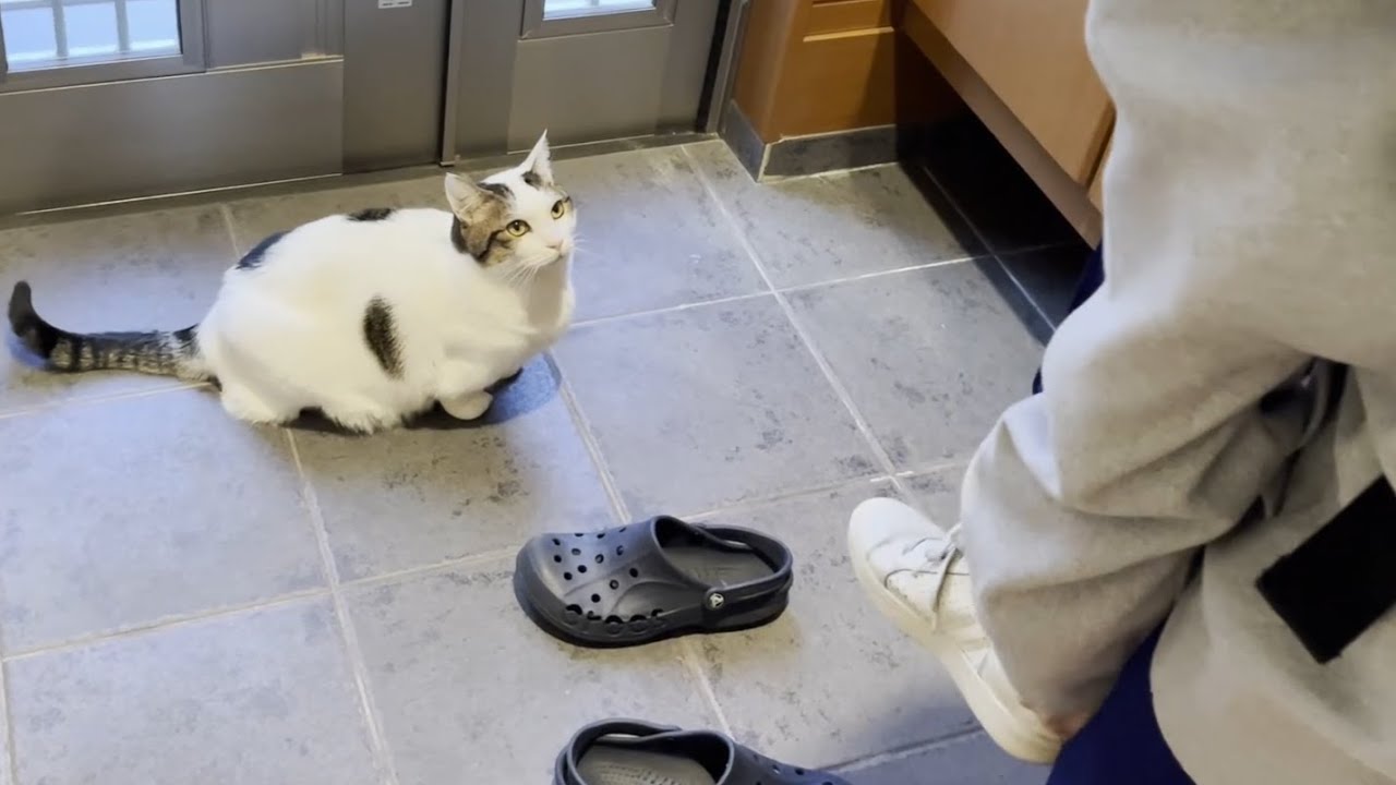 一泊合宿に行った娘を忘れてしまった猫