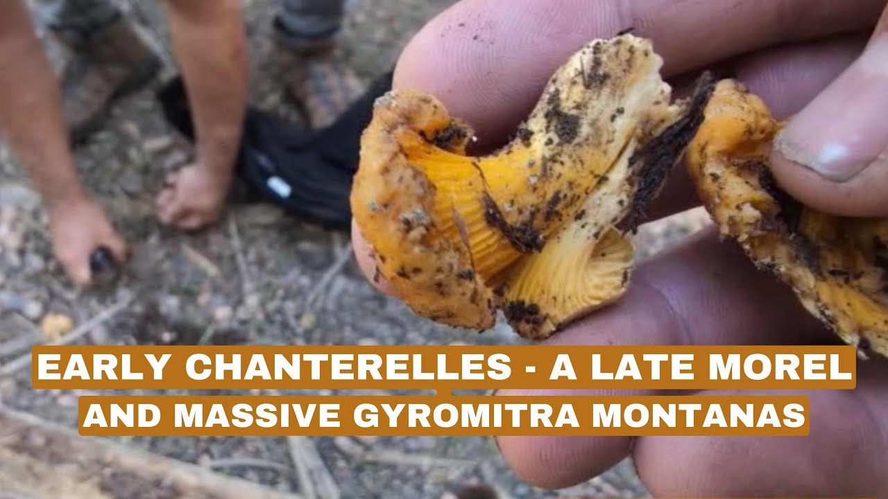 Crazy Mushroom Hunt! Early Chanterelles - a Late Morel - & HUGE Gyromitra Montanas #mushroomhunting