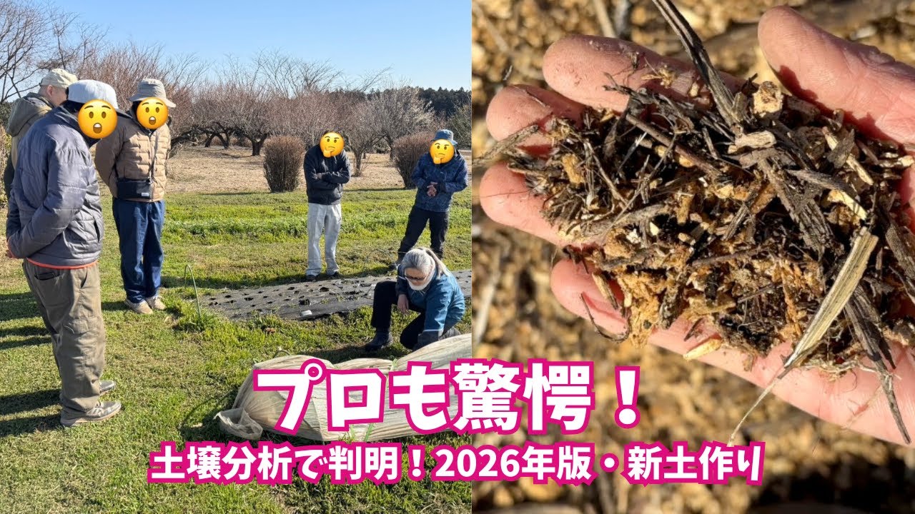 【プロも驚愕】『何かを入れて瞬時劇的に変わることはない』診断士の言葉で確信した、2026年#ムクナマメ と#廃菌床 で作る“数年後”の土