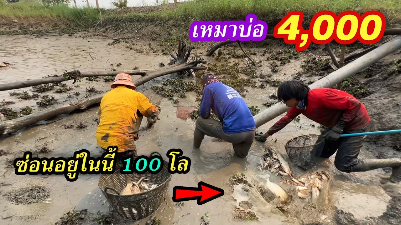 เหมาบ่อ 4,000บาท ปลาเข้าจากแม่น้ำใหญ่ ตักปลากระจุยกระจาย | Ep.154