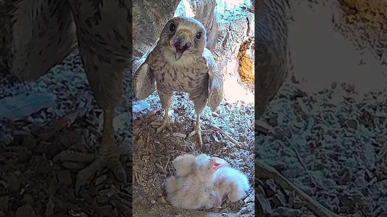 This kestrel is hot #kestrel #robertefuller #discoverwildlife