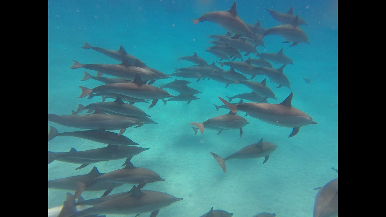 Freediving with Dolphins