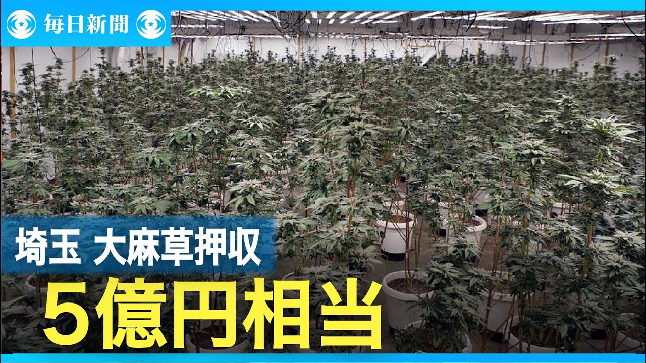 5億円相当の大麻草押収　埼玉で過去最多規模　栽培容疑で6人再逮捕