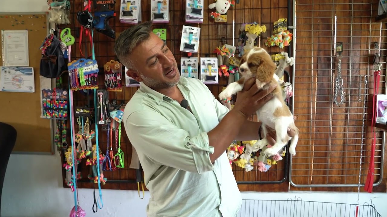 Yavru k&ouml;peklerde uygulamalı tuvalet eğitimi