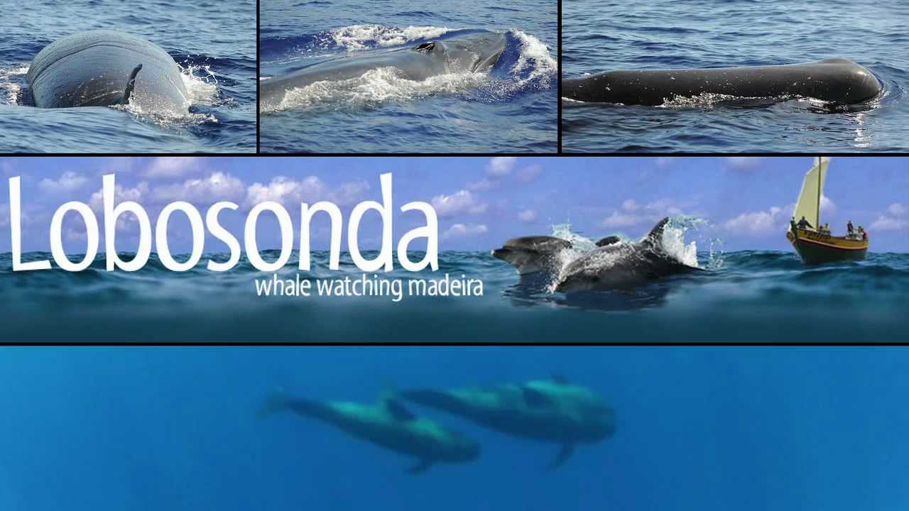 Lobosonda - Whale watching Madeira
