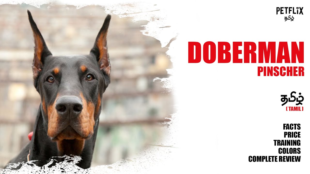 DOBERMAN  |  தமிழ்  |  Petflix Tamil  |  Doberman Pinscher  |  Doberman - Dog Review