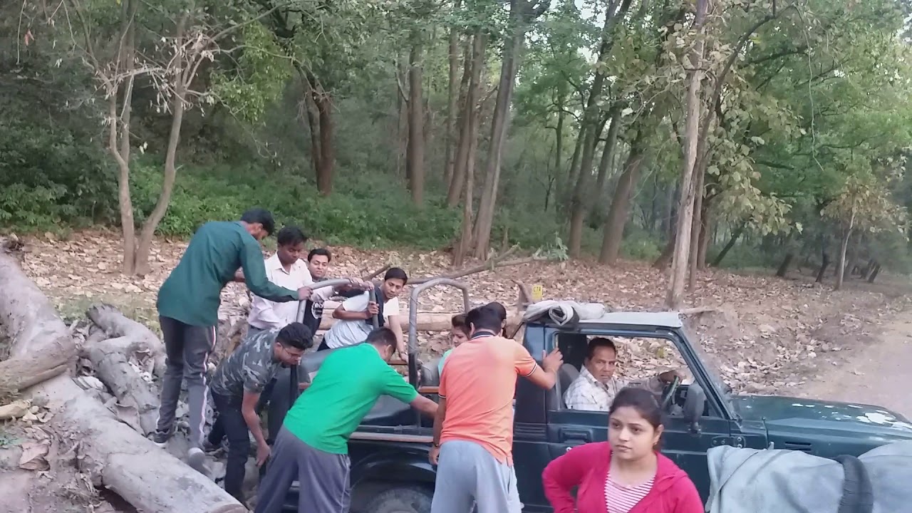 जंगल सफारी करते वेस्टीज के पर्यटकों को हाथी ने दौड़ाया जिम कॉर्बेट#viral#youtube