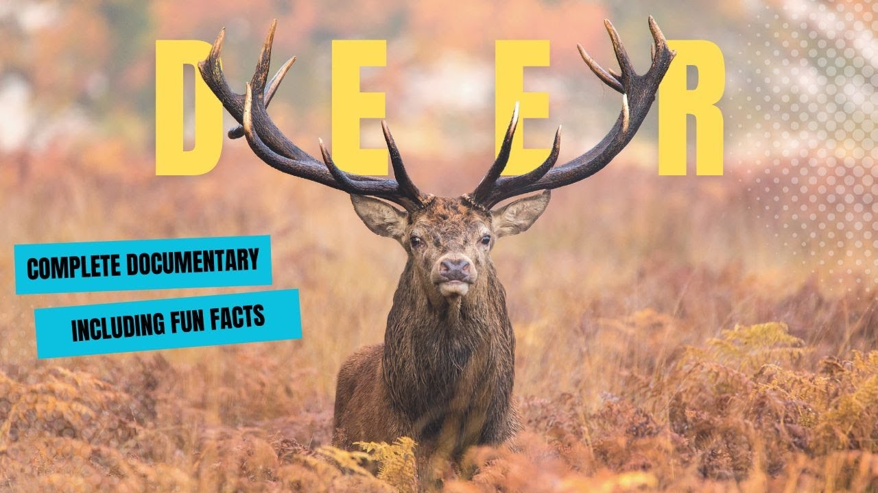 Interesting Facts about Deer - Wild Animals (Documentary)