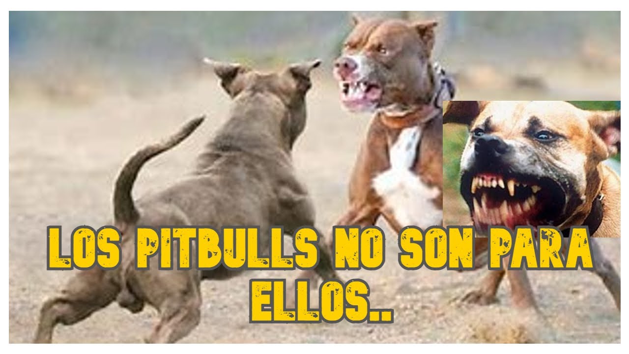 Pitbull un peligro para la sociedad/Pitbull, apbt/ Gran Canino