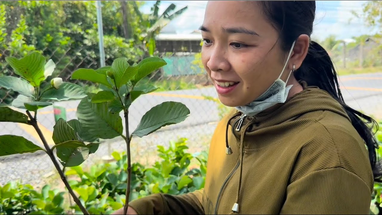 Vợ Chồng Rủ Nhau Đi Mua Nhiều Loại Cây Ăn Trái Về Trồng Và Thưởng Thức Tô Phở Thơm Ngon 